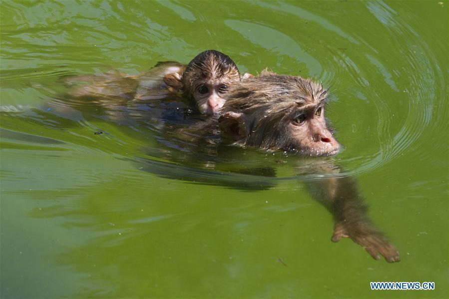 Two monkeys cool off in a pond in Hongshan Forest Park in Nanjing, east China\'s Jiangsu Province, July 13, 2018. Zoo authorities have taken measures to keep the animals cool in the summer around China. (Xinhua/Su Yang)