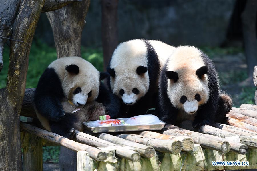 <?php echo strip_tags(addslashes(Giant pandas feed on frozen food to cool off from summer heat waves at Chongqing Zoo in southwest China's Chongqing, July 13, 2018. (Xinhua/Tang Yi))) ?>