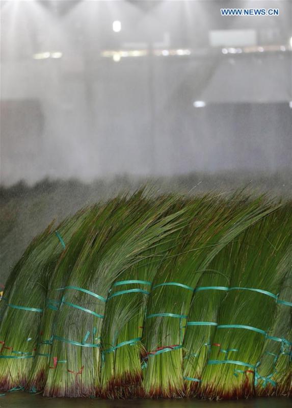 Bundled soft rush straws are rinsed by sprinklers in a factory in Dongpo District of Meishan, southwest China\'s Sichuan Province, July 13, 2018. Meishan is a major producer and exporter of soft rush (Juncus effusus) in China. The straws of soft rush are widely used as a weaving material for mats and sheets. (Xinhua/Jiang Hongjing)