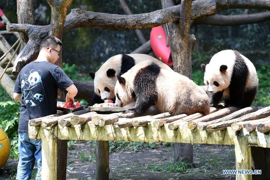 A staff member feeds frozen food to giant pandas as a relief from summer heat waves at Chongqing Zoo in southwest China\'s Chongqing, July 13, 2018. (Xinhua/Tang Yi)