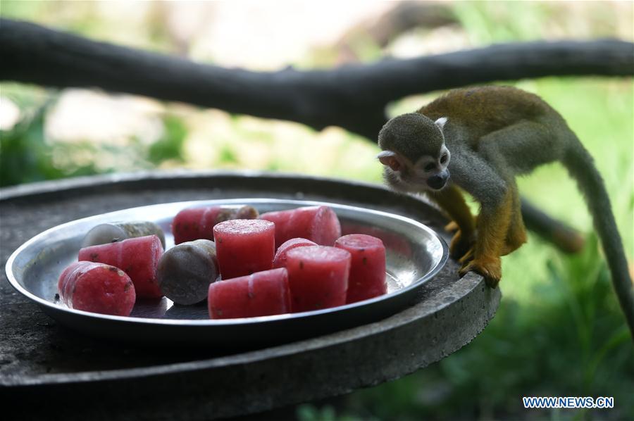 <?php echo strip_tags(addslashes(Frozen food is offered to a common squirrel monkey to help it cool off from summer heat waves at Chongqing Zoo in southwest China's Chongqing, July 13, 2018. (Xinhua/Tang Yi))) ?>