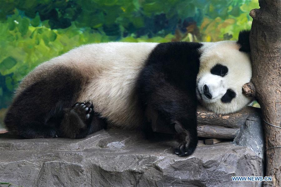 <?php echo strip_tags(addslashes(A giant panda cools off in a room equipped with air-conditioner in Hongshan Forest Park in Nanjing, east China's Jiangsu Province, July 13, 2018. Zoo authorities have taken measures to keep the animals cool in the summer around China. (Xinhua/Su Yang))) ?>