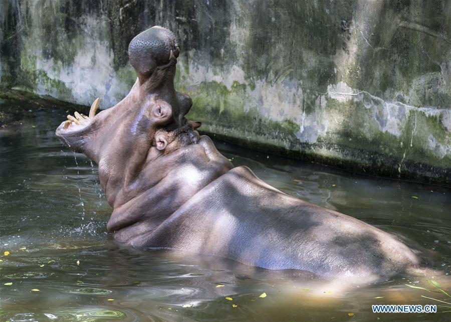 <?php echo strip_tags(addslashes(A hippo cools off in a pond in Hongshan Forest Park in Nanjing, east China's Jiangsu Province, July 13, 2018. Zoo authorities have taken measures to keep the animals cool in the summer around China. (Xinhua/Su Yang))) ?>