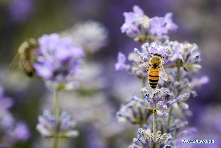 A bee gathers honey from a lavender blossom in Kazak Autonomous Prefecture of Ili, northwest China\'s Xinjiang Uygur Autonomous Region, June 28, 2018. Ili is one major lavender cultivation base in China and every summer is the harvest season for the beekeepers. (Xinhua/Zhao Ge)