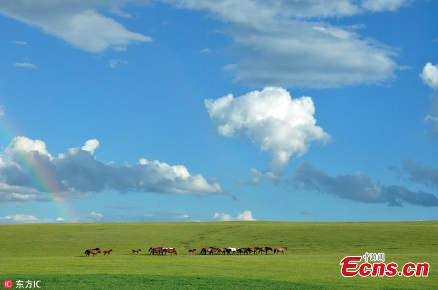 <?php echo strip_tags(addslashes(A view of an area of the Hulun Buir grassland in north China's Inner Mongolia Autonomous Region. It is now the best time of the year to visit the lush grassland. (Photo/IC))) ?>