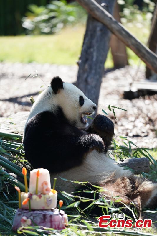 <?php echo strip_tags(addslashes(Jiaoqing, a Chinese male panda bear, enjoys a special cake made to celebrate its eighth birthday at the Berlin Zoo in Berlin, Germany, July 15, 2018. (Photo: China News Service/Peng Dawei))) ?>