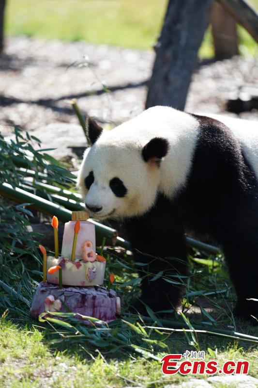 <?php echo strip_tags(addslashes(Jiaoqing, a Chinese male panda bear, enjoys a special cake made to celebrate its eighth birthday at the Berlin Zoo in Berlin, Germany, July 15, 2018. (Photo: China News Service/Peng Dawei))) ?>