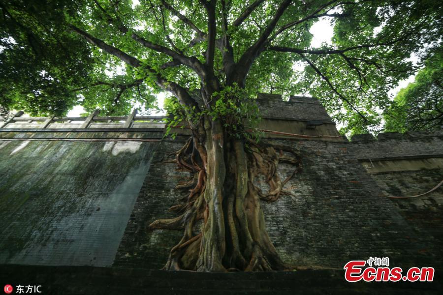 Banyan tree roots spread over remains of a city wall of the Qing Dynasty (1368-1644) near the Yongjiang River Bridge in Nanning City, South China’s Guangxi Zhuang Autonomous Region, July 16, 2018. (Photo/IC)