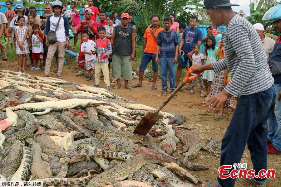 Armed with knives, hammers and clubs, villagers in the Sorong district of West Papua, Indonesia have killed 292 crocodiles at a sanctuary for the animals in retaliation for Sugito, a local man thought to have been killed by one animal from the site. The killing of a protected species is a crime that carries a fine or imprisonment in Indonesia, but local police were not able to stop the attack. (Photo/Agenies)