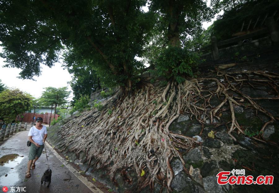 Banyan tree roots spread over remains of a city wall of the Qing Dynasty (1368-1644) near the Yongjiang River Bridge in Nanning City, South China’s Guangxi Zhuang Autonomous Region, July 16, 2018. (Photo/IC)