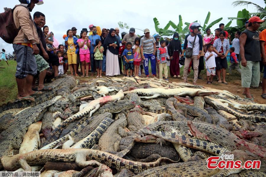 Armed with knives, hammers and clubs, villagers in the Sorong district of West Papua, Indonesia have killed 292 crocodiles at a sanctuary for the animals in retaliation for Sugito, a local man thought to have been killed by one animal from the site. The killing of a protected species is a crime that carries a fine or imprisonment in Indonesia, but local police were not able to stop the attack. (Photo/Agenies)
