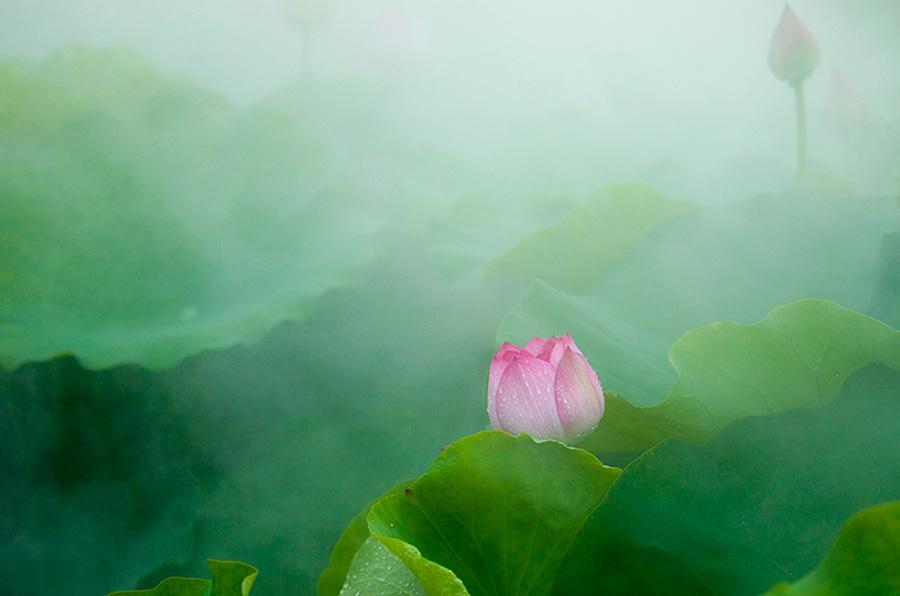 A pink lotus flower is seen on Baiyangdian Lake.(Photo/China Daily)