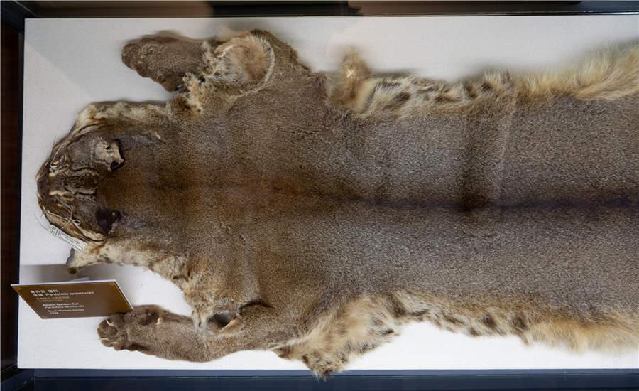 The specimen of an Asian golden cat, which was collected in Southwest China\'s Yunnan Province in 1924. (Photo/China Daily)

According to Yang Zhigang, director of the Shanghai Museum, many of the 151 objects on display belonged to the original collection of the Museum of North China Branch of the Royal Asiatic Society.

In 1952, the museum operator, the Royal Asiatic Society, was closed and the museum collection was transferred to the municipality. The artifacts were later given to the Shanghai Museum of Natural History.

The displays of the ongoing exhibition have been arranged in a vintage style to recreate the original experience of going to the Asiatic Society Museum. For example, the first specimen of a Chinese giant panda is exhibited in a box that looks just like the original exhibition space at the Asiatic Society Museum.

Visitors to the exhibition at 325 Nanjing Road West can also enjoy interactive experiences and learn more about the exhibits through a mobile application.