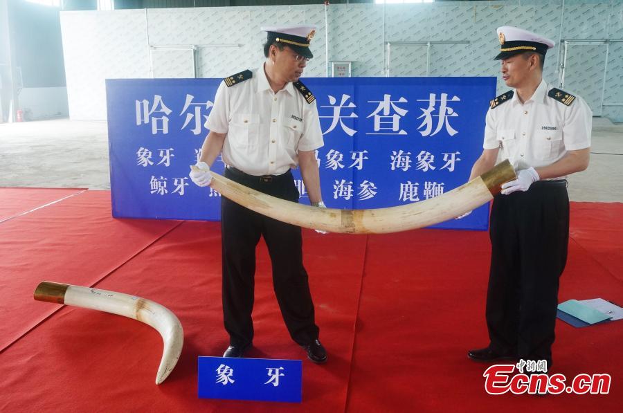 Customs officers check seized animal products including antelope horns, mammoth ivory, and ivory, with an estimated worth of 100 million yuan ($15 million), in Harbin, Northeast China’s Heilongjiang Province. The haul marked the largest number of endangered animal products seized from smugglers by Chinese customs in recent years. (Photo provided to China News Service)