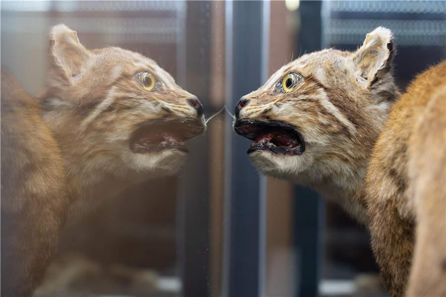 The specimen of a golden cat, which was collected in Fujian province in 1920. (Photo/China Daily)