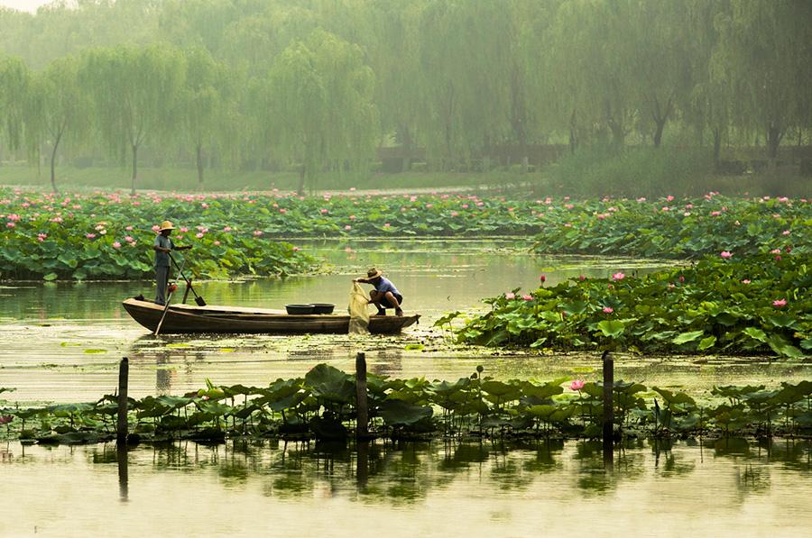 A fisherman rows his fishing boat across Baiyangdian Lake.(Photo/China Daily)