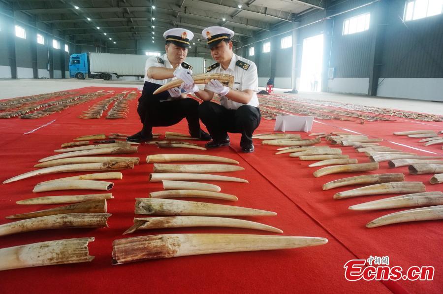 Customs officers check seized animal products including antelope horns, mammoth ivory, and ivory, with an estimated worth of 100 million yuan ($15 million), in Harbin, Northeast China’s Heilongjiang Province. The haul marked the largest number of endangered animal products seized from smugglers by Chinese customs in recent years. (Photo provided to China News Service)