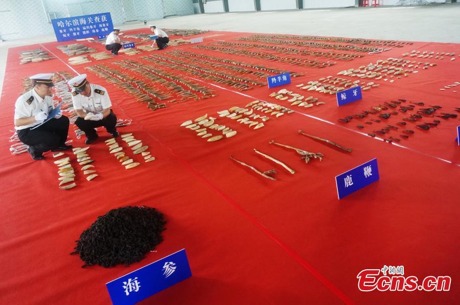 Customs officers check seized animal products including antelope horns, mammoth ivory, and ivory, with an estimated worth of 100 million yuan ($15 million), in Harbin, Northeast China’s Heilongjiang Province. The haul marked the largest number of endangered animal products seized from smugglers by Chinese customs in recent years. (Photo provided to China News Service)