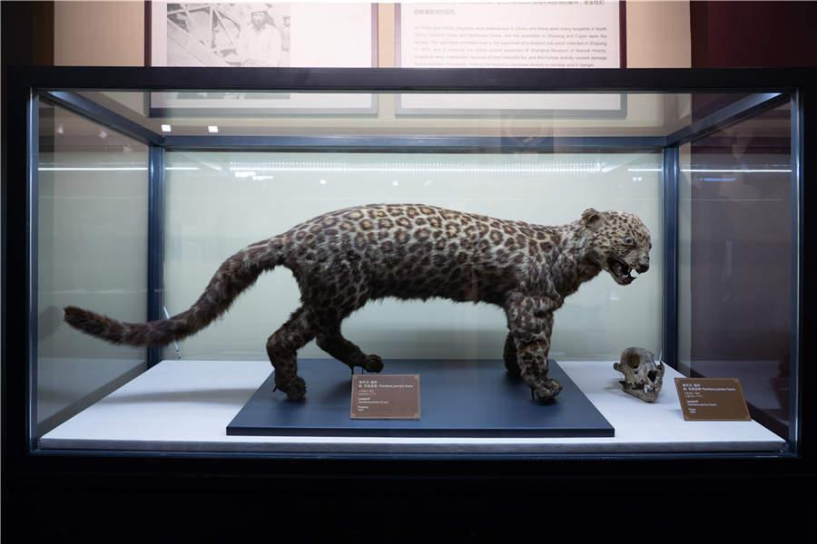 The earliest animal specimen in China, a leopard, which was collected in 1871.  (Photo/China Daily)