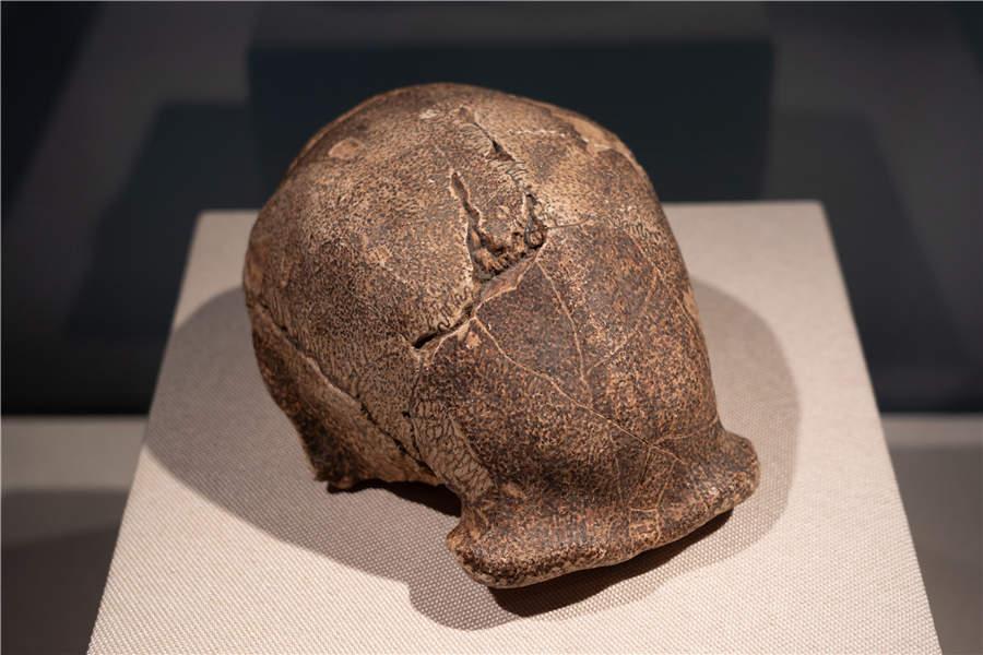 In 1927, the Shanghai Museum of Royal Asiatic Society reproduced the skull of the Peking Man. The original piece was lost in the war. (Photo/China Daily)