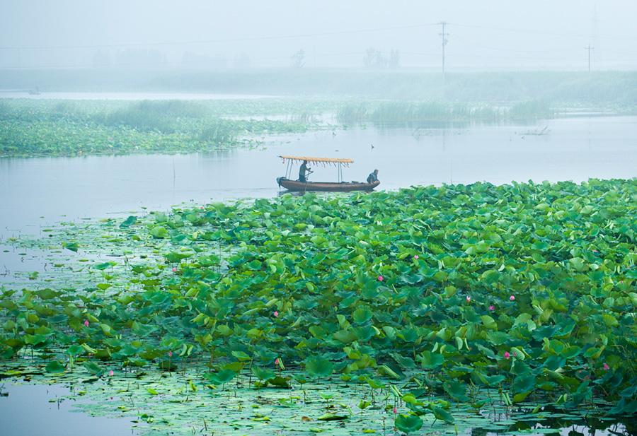 A fisherman rows his fishing boat across Baiyangdian Lake.(Photo/China Daily)