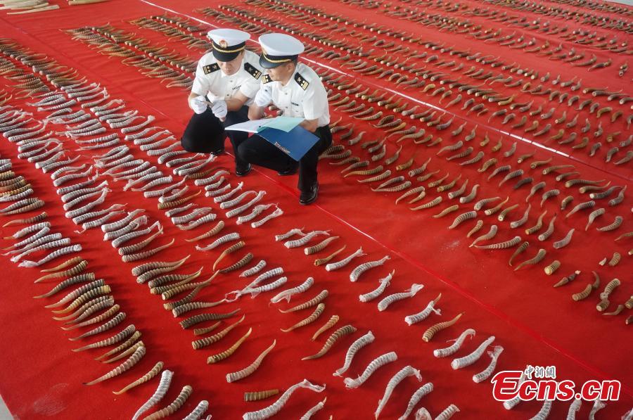 Customs officers check seized animal products including antelope horns, mammoth ivory, and ivory, with an estimated worth of 100 million yuan ($15 million), in Harbin, Northeast China’s Heilongjiang Province. The haul marked the largest number of endangered animal products seized from smugglers by Chinese customs in recent years. (Photo provided to China News Service)