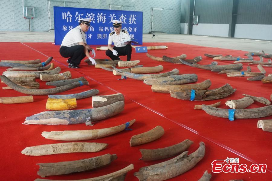 Customs officers check seized animal products including antelope horns, mammoth ivory, and ivory, with an estimated worth of 100 million yuan ($15 million), in Harbin, Northeast China’s Heilongjiang Province. The haul marked the largest number of endangered animal products seized from smugglers by Chinese customs in recent years. (Photo provided to China News Service)