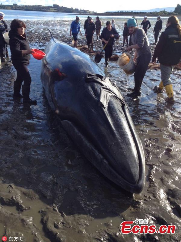 Photo taken on July 17, 2018 shows the Chilean National Fisheries and Aquaculture Service and the Chilean Navy managed to return a Sei whale weighing about two tons to the sea, after it was found beached on Chiloé Island, in the south of the country. (Photo/IC)