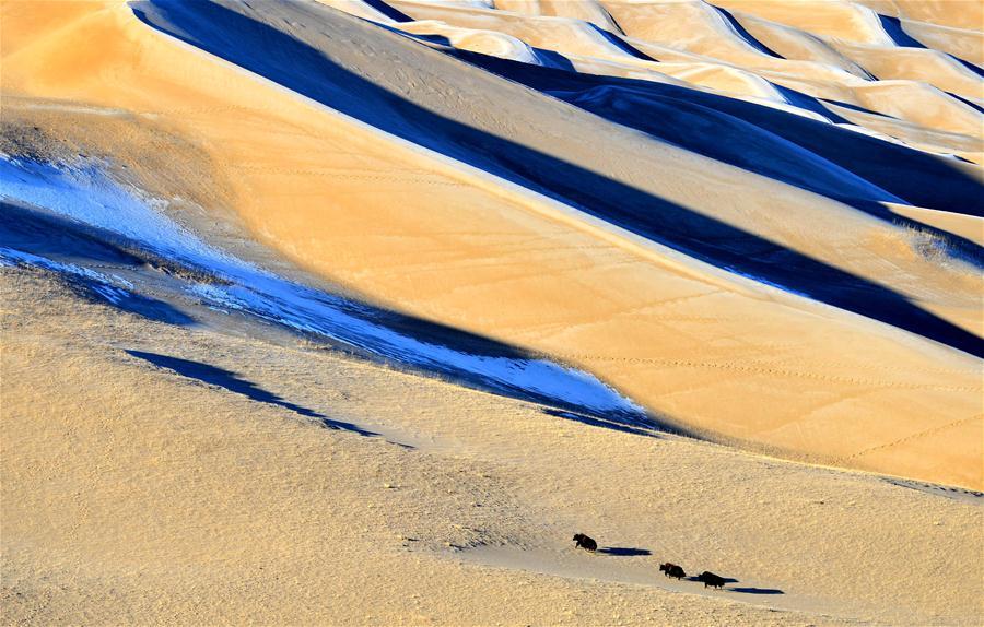 Photo taken on Oct. 24, 2014 shows wild yaks walking on the border of the Kum Kol Desert in Altun Mountain National Nature Reserve in northwest China\'s Xinjiang Uygur Autonomous Region. (Xinhua/Jiang Wenyao)