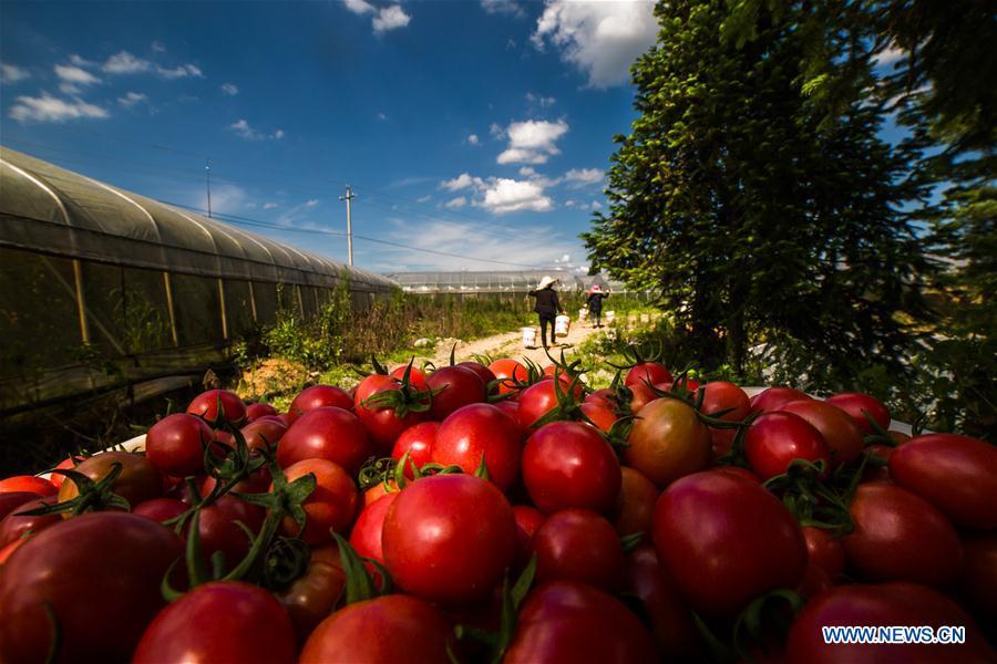 <?php echo strip_tags(addslashes(Photo taken on July 18, 2018 shows cherry tomatoes in Dafang County of Bijie, southwest China's Guizhou Province. Farmers in Bijie County are busy collecting cherry tomatoes during the harvest season. (Xinhua/Luo Dafu))) ?>