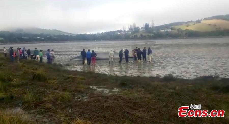 Photo taken on July 17, 2018 shows the Chilean National Fisheries and Aquaculture Service and the Chilean Navy managed to return a Sei whale weighing about two tons to the sea, after it was found beached on Chiloé Island, in the south of the country. (Photo/IC)
