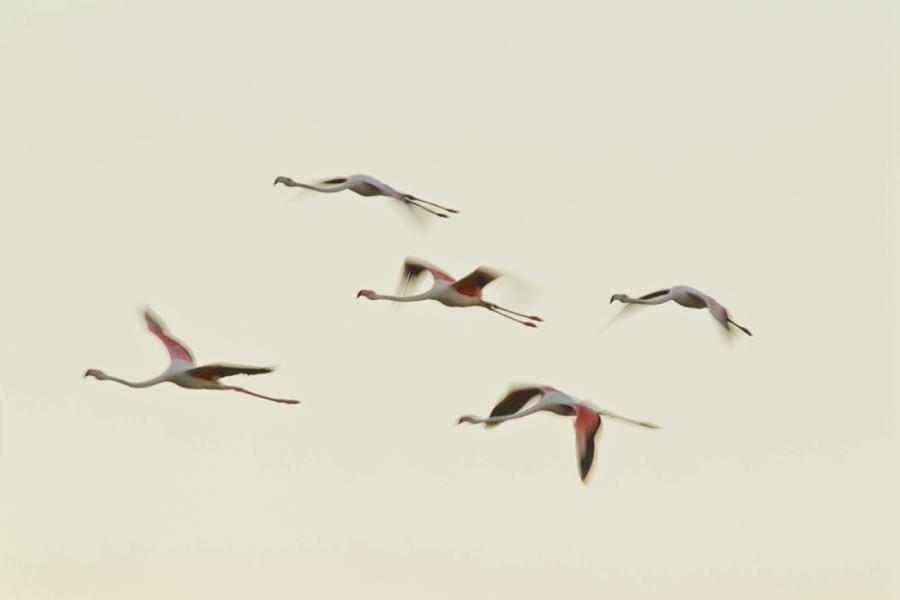<?php echo strip_tags(addslashes(Chinese photographer Zhu Jianqiang captured flamingos eating, flying and resting in a lake near Walvis Bay in Namibia when he traveled there for a visit in June 2018. (Photos: Courtesy of Zhu Jianqiang))) ?>