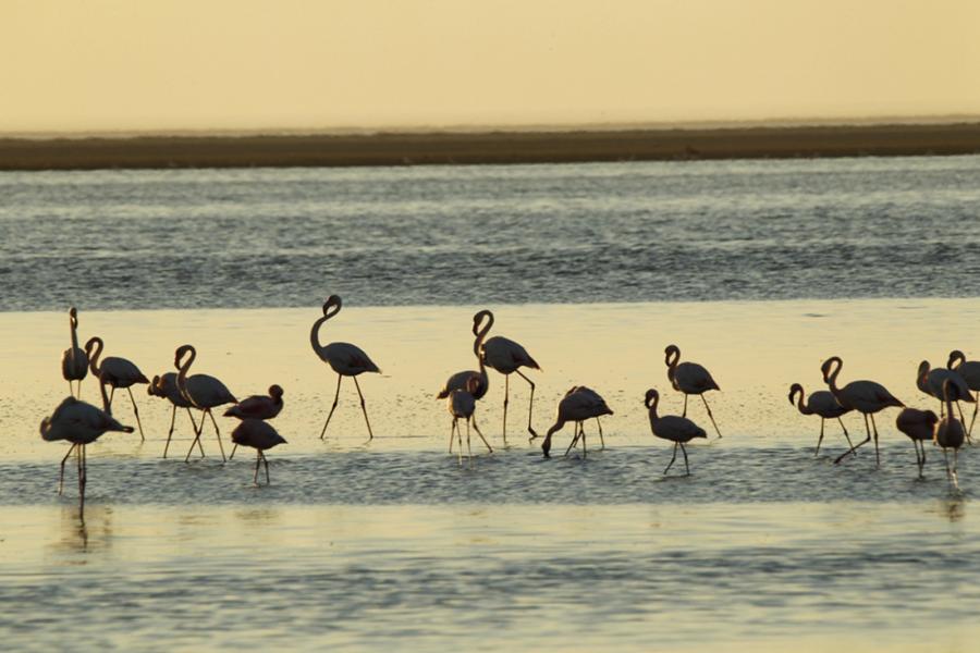 <?php echo strip_tags(addslashes(Chinese photographer Zhu Jianqiang captured flamingos eating, flying and resting in a lake near Walvis Bay in Namibia when he traveled there for a visit in June 2018. (Photos: Courtesy of Zhu Jianqiang))) ?>