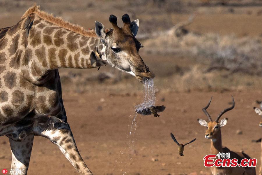 Snaps taken by wildlife photography safari guide and tour operator, Bernhard Bekker, shows an Oxpecker was soaked while flying underneath the drinking giraffe just as water spilled out of its mouth, at Kruger National Park in South Africa. The 41-year-old said the bird was caught in the water spray and looked like it was taking a shower intentionally as it was a very hot day. (Photo/IC)