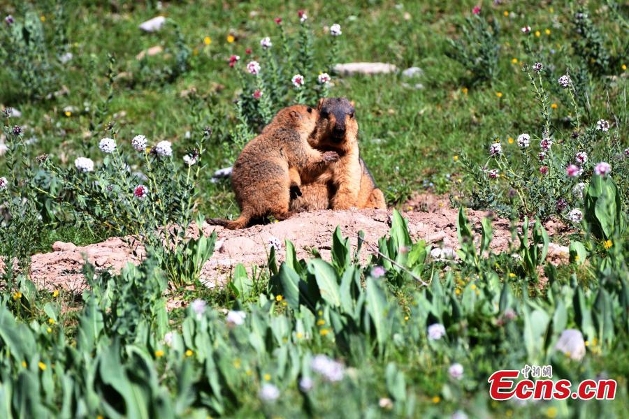 Photo shows marmots. (Photo provided to China News Service)