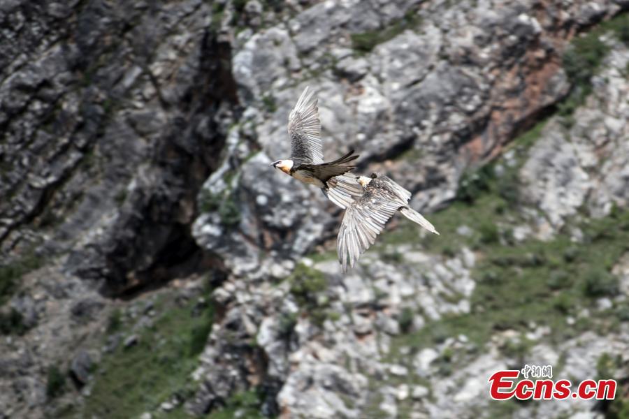 Photo taken by Wu Yigan shows a Bearded Vulture.(Photo provided to China News Service)