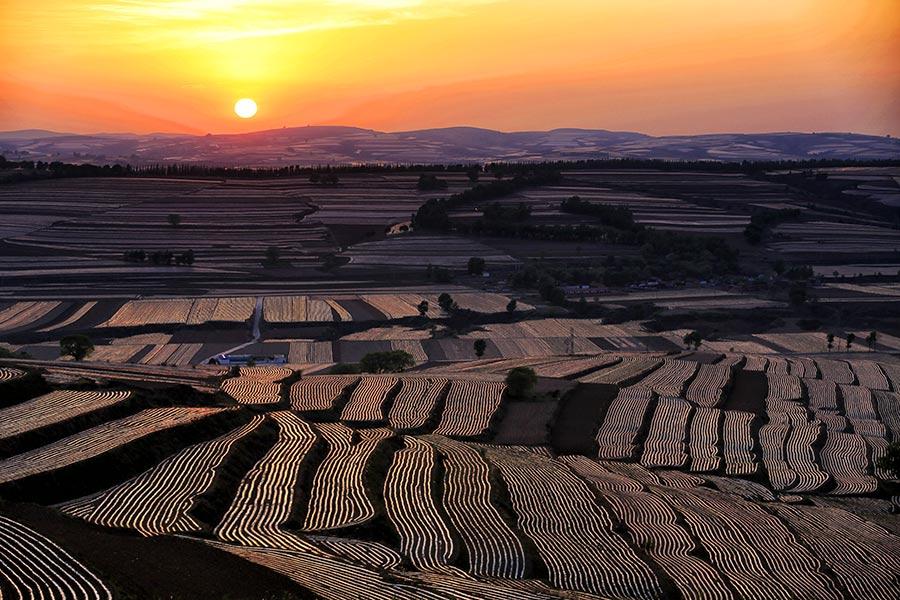 Protective film covers large areas of a cornfield in Wuzhai county, North China\'s Shanxi Province, creating an aerial view that looks like a free-form modern painting. The scene attracts summer tourists who enjoy nature\'s beauty. (Photo by Jiang Xinsheng/China Daily)