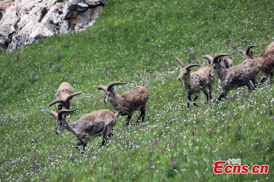 Photo taken by Dawa shows Bharals. (Photo provided to China News Service)