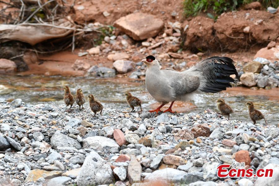 <?php echo strip_tags(addslashes(Photo taken by Niaoshouchongmu shows a White Eared Pheasant and its chicks. (Photo provided to China News Service))) ?>