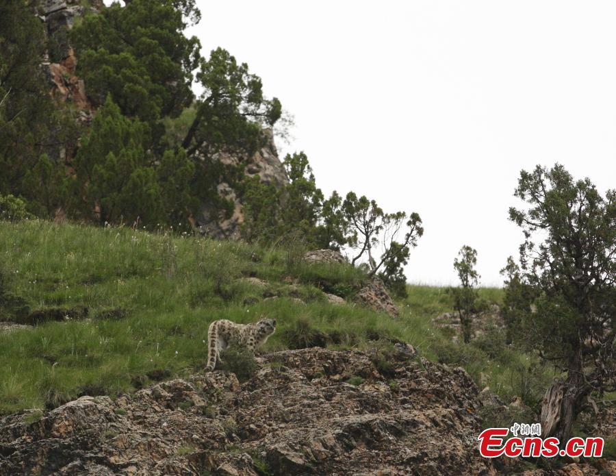 Photo taken by Li Yuqiu shows a Snow Leopard. (Photo provided to China News Service)
