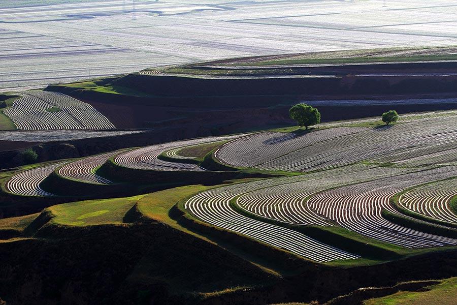Protective film covers large areas of a cornfield in Wuzhai county, North China\'s Shanxi Province, creating an aerial view that looks like a free-form modern painting. The scene attracts summer tourists who enjoy nature\'s beauty. (Photo by Jiang Xinsheng/China Daily)