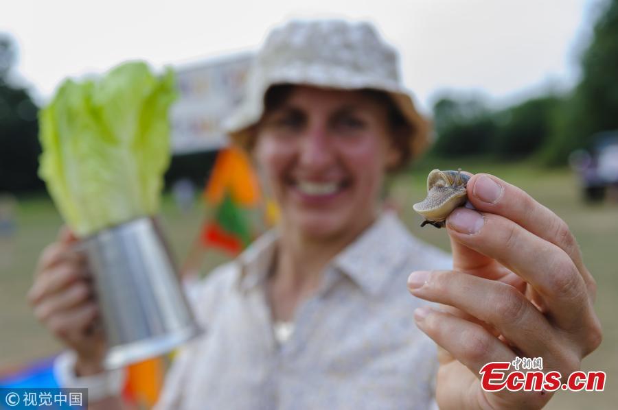 Hosta the winning snail in a time of 3:10 with his owner Jo waterfield of the World Championship Snail Racing which was held at Congham Village Fete on July 21, 2018 in King\'s Lynn, England. Over 100 snails have been taking part in the World Snail Racing Championships. Held in Congham near Kings Lynn, the championships which have been going for over 25 years form part of the village Fete to raise money for St Andrew\'s Church. (Photo/VCG)