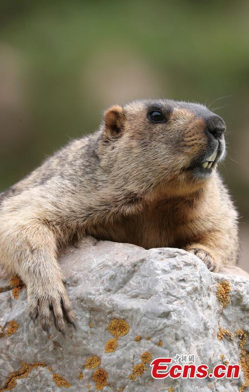 Photo taken by Wei Ye shows a Himalayan marmot. (Photo provided to China News Service)