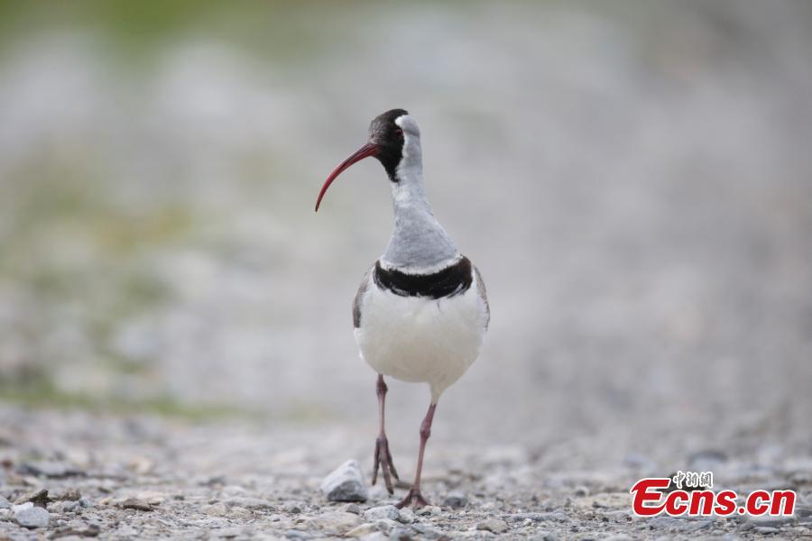 Photo taken by Zuo Zhiyang shows an Ibisbill. (Photo provided to China News Service)