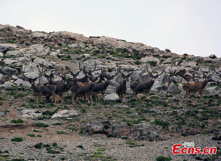 Photo taken by Zuo Zhiyang shows White-Lipped Deer. (Photo provided to China News Service)