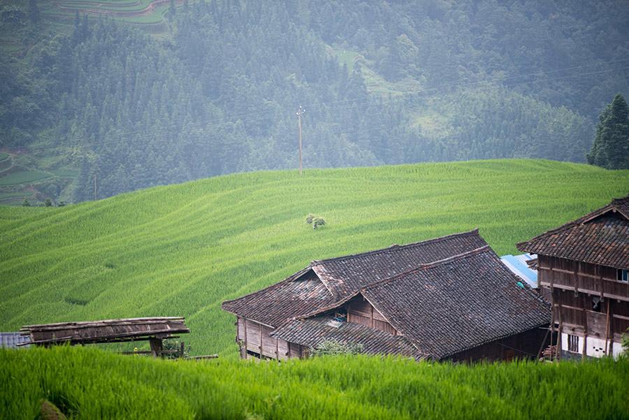 Mist rises above the lushly green terraced fields in Jiabang, Southwest China\'s Guizhou Province, after a heavy summer rain, July 24, 2018. A cluster of village houses stand out in the vast landscape, creating an idyllic and refreshing scene. (Photo/Asianewsphoto)