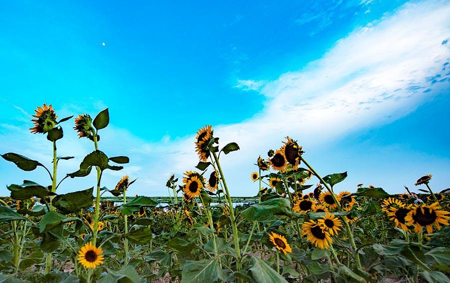 Many visitors were spotted lingering in the sea of sunflowers, zinnias, cosmos and other flowers under the glow of the evening glow in Xinyu county, Jiangxi Province on July 22, 2018. (Photo/China Daily)