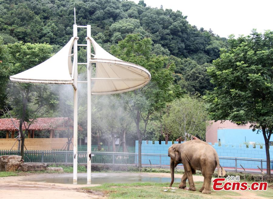 <?php echo strip_tags(addslashes(Animals try all possible ways to keep cool on a hot summer's day at Wuxi Zoo in Wuxi City, East China’s Jiangsu Province, July 24, 2018 . The zoo offered ice cubes, watermelon, air-conditioners and automatic water spraying devices to help the animals deal with the summer heat wave. (Photo: China News Service/Sun Quan))) ?>