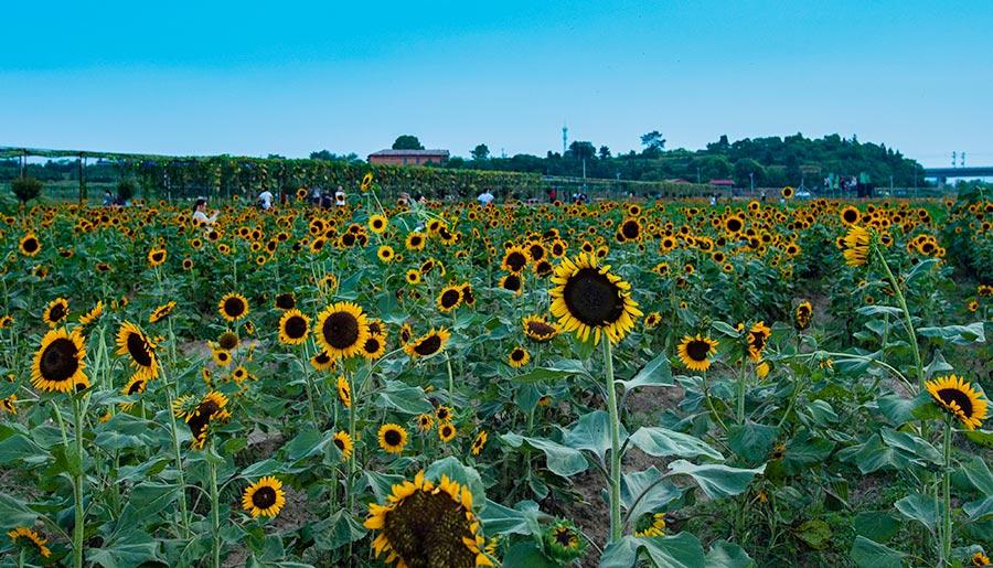 Many visitors were spotted lingering in the sea of sunflowers, zinnias, cosmos and other flowers under the glow of the evening glow in Xinyu county, Jiangxi Province on July 22, 2018. (Photo/China Daily)