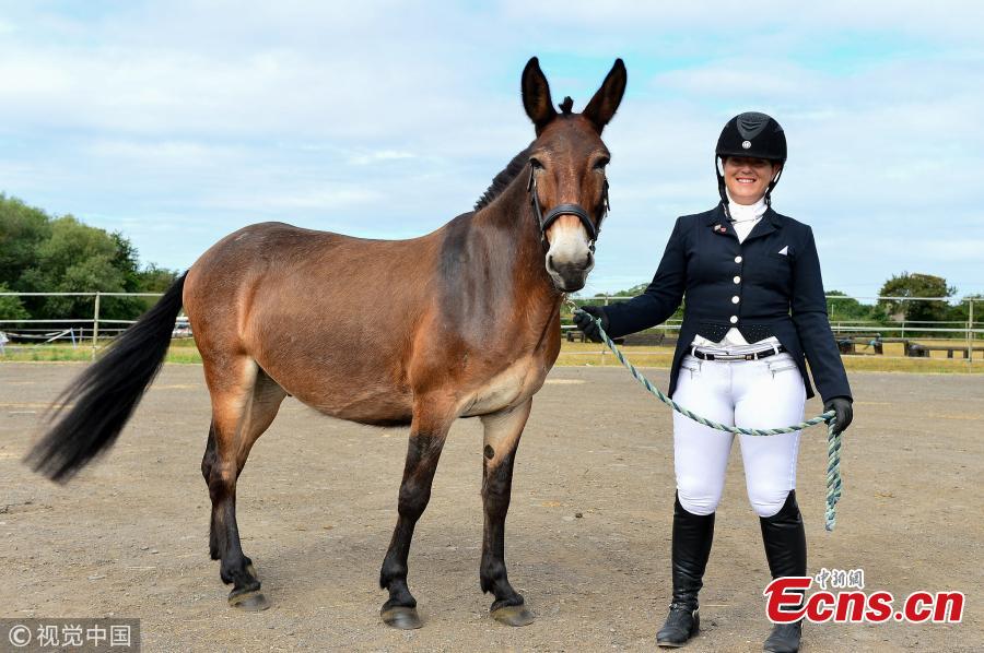 Wallace, with owner Christie McLean, is the first mule to win a British dressage event and did so during the first time that the half-donkey, half-horse animals were allowed to take part. (Photo/VCG)